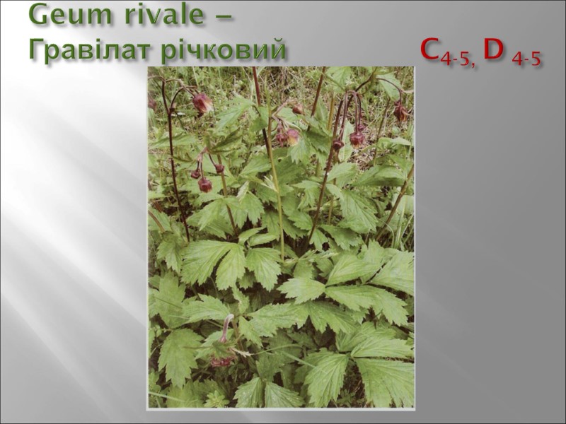 Geum rivale –  Гравілат річковий        